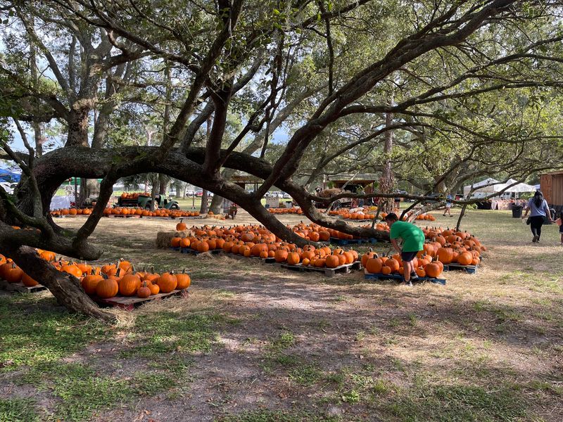 Partin Ranch Corn Maze, Kenansville, FL