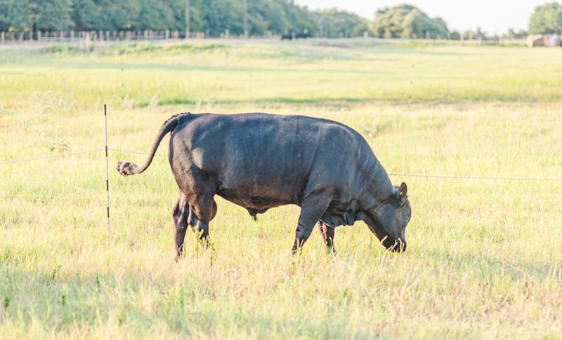 Pastures, Soil, and an Open-Door Policy Pastures, Soil, and an Open-Door Policy
