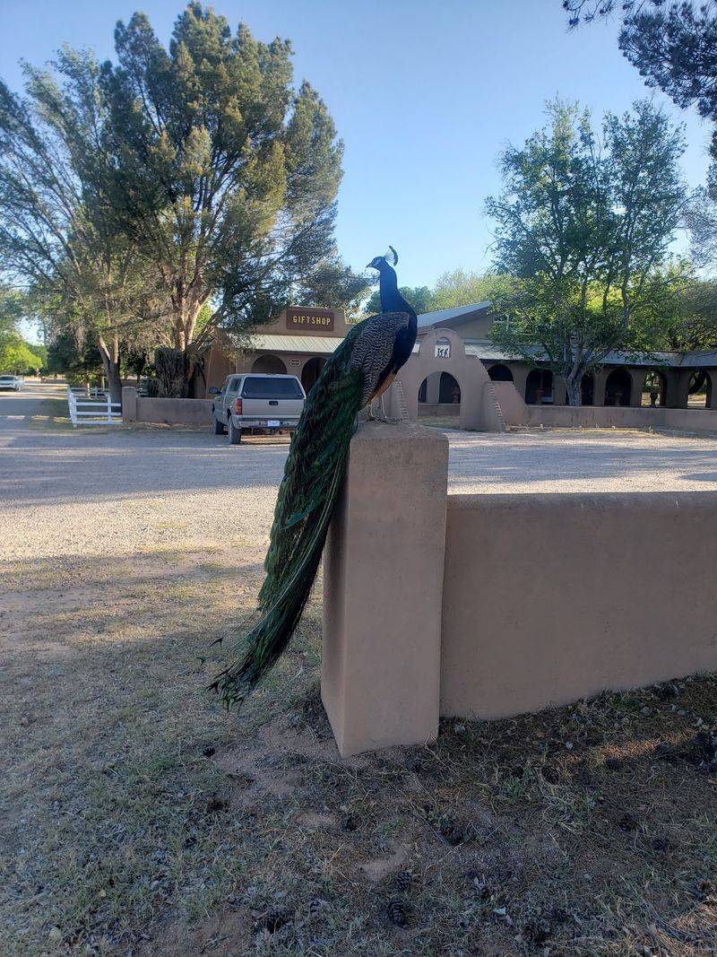 Peacocks Who Run the Place