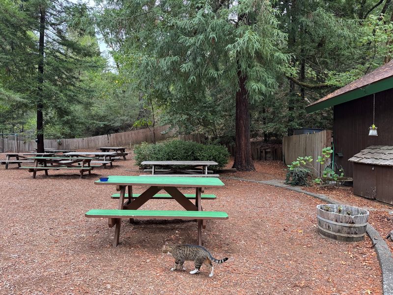 Picnic Tables, a Playground, and a Polite Cat Picnic Tables, a Playground, and a Polite Cat