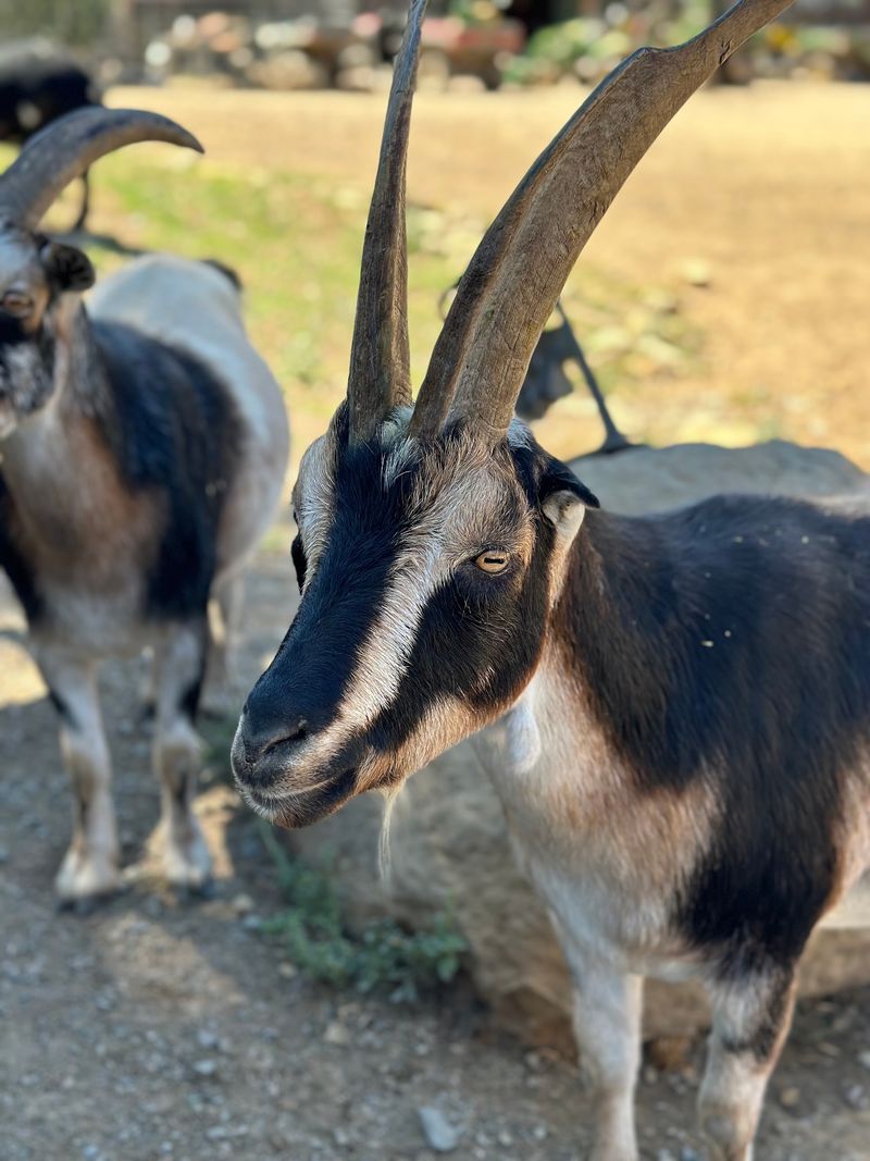 Pigs, Goats, and a Crowded Barnyard