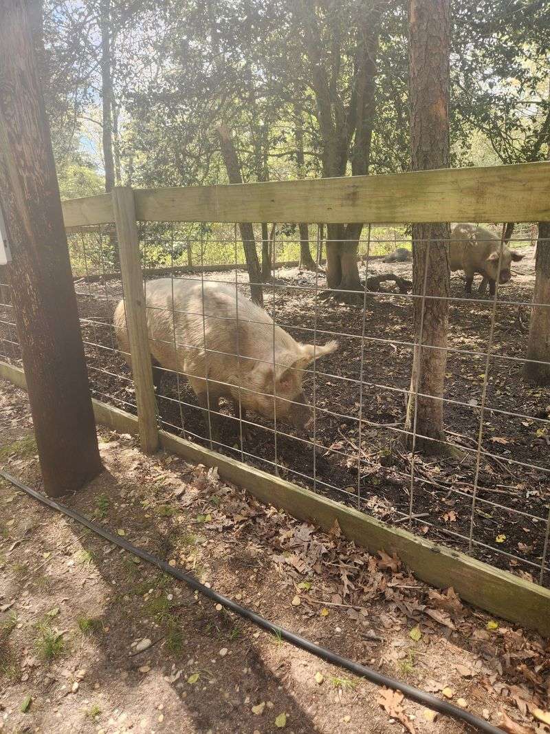Pigs of Impressive Proportions Pigs of Impressive Proportions