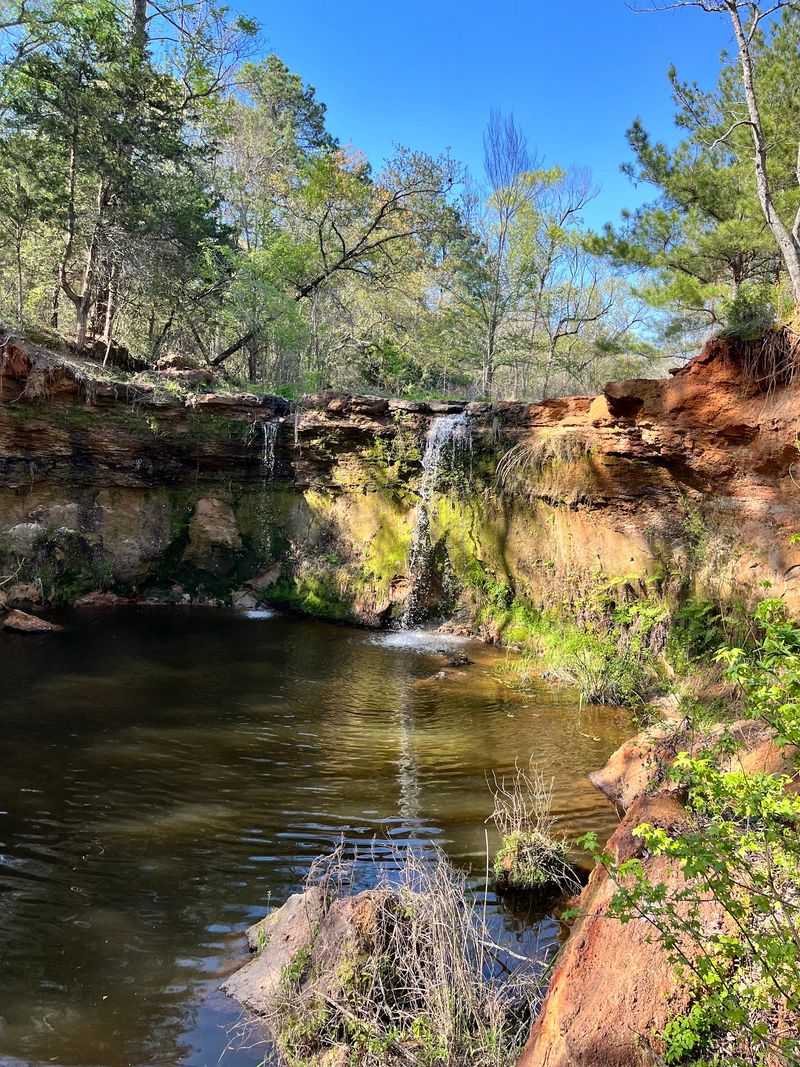 Piney Woods Surroundings