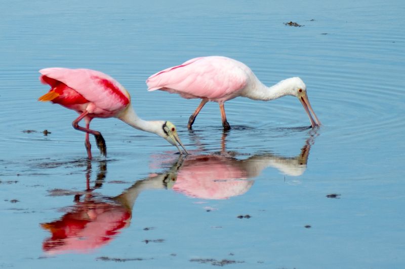 Pink Feathers in the Shallows Pink Feathers in the Shallows