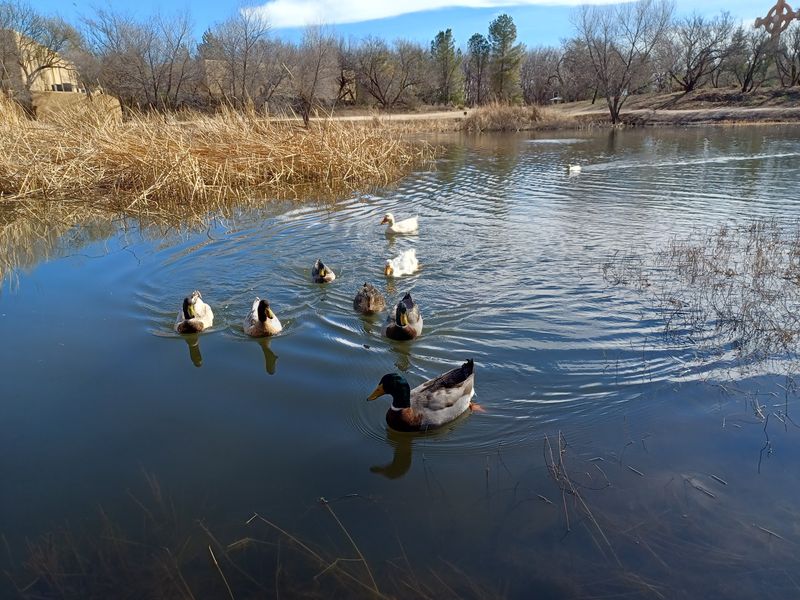 Ponds, Koi, and Friendly Ducks