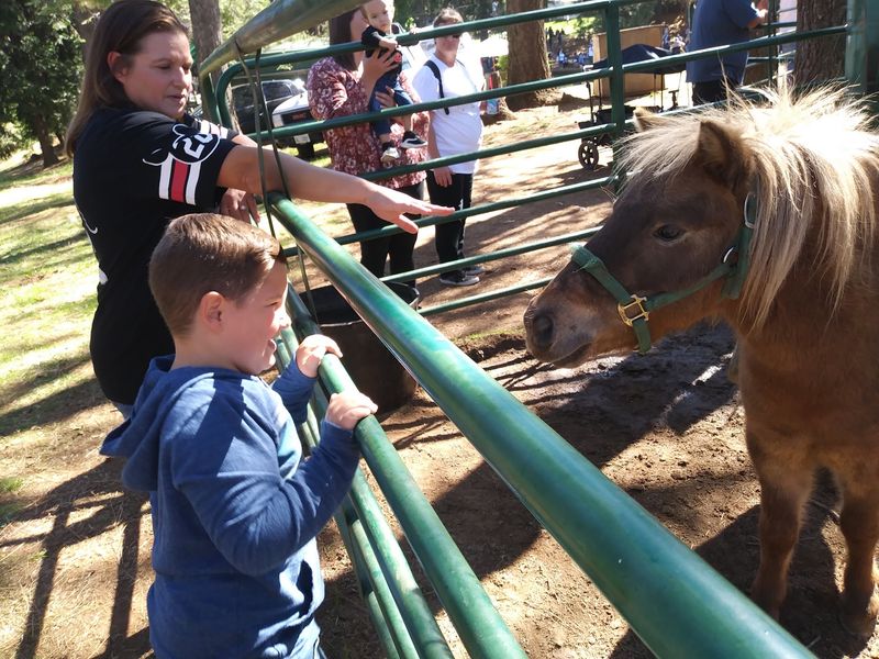 Ponies, Alpacas, and Hay Rides Ponies, Alpacas, and Hay Rides
