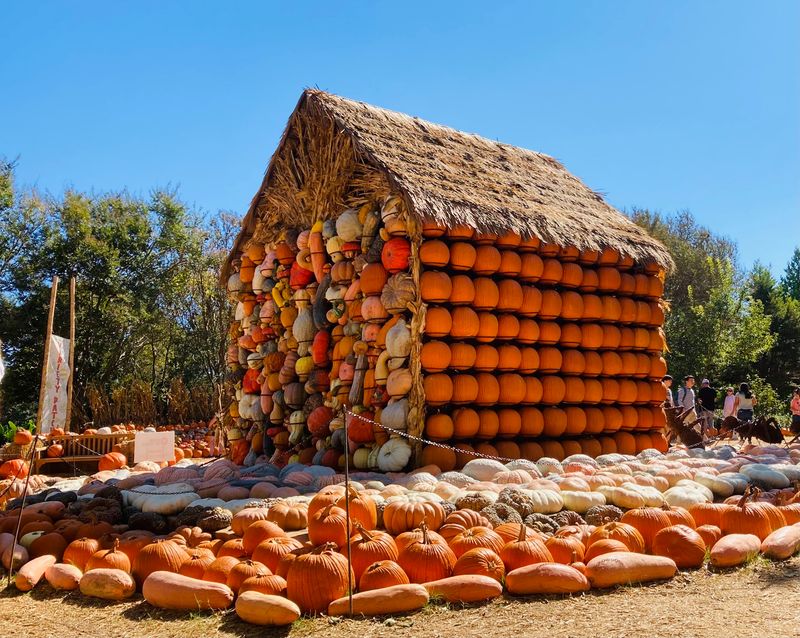 Pumpkins By The Thousands