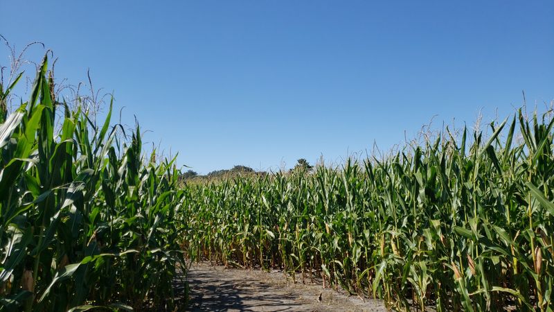 Pumpkins, Corn Mazes, and Hayrides Pumpkins, Corn Mazes, and Hayrides