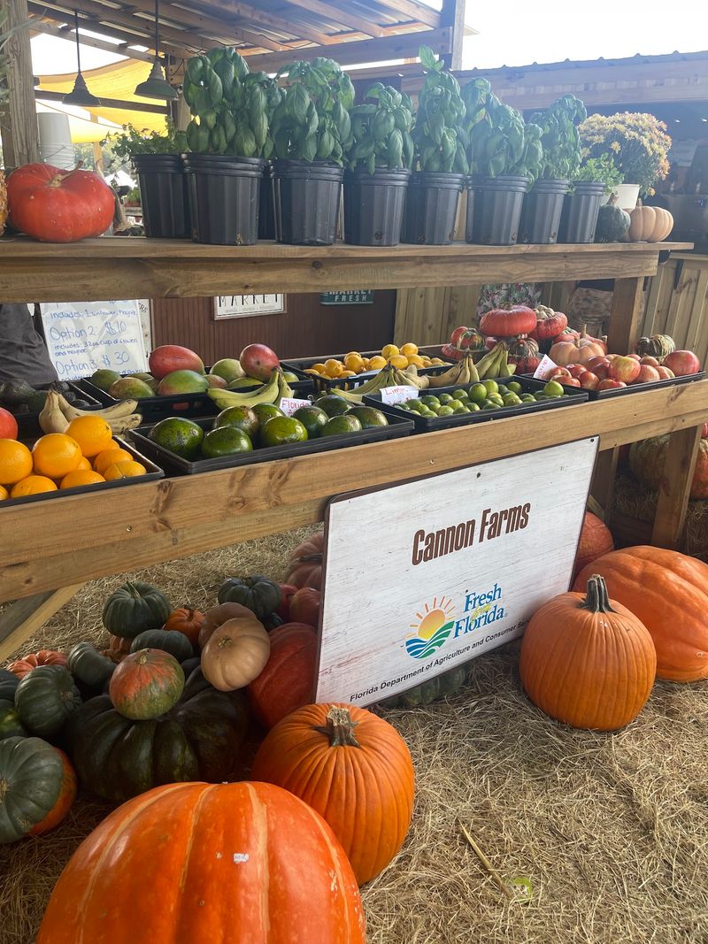 Pumpkins Still Attached to the Vine