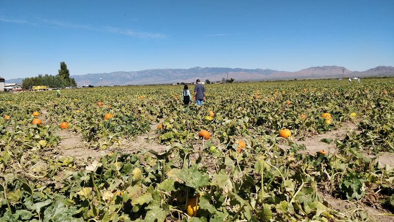 Pumpkins and a Corn Maze