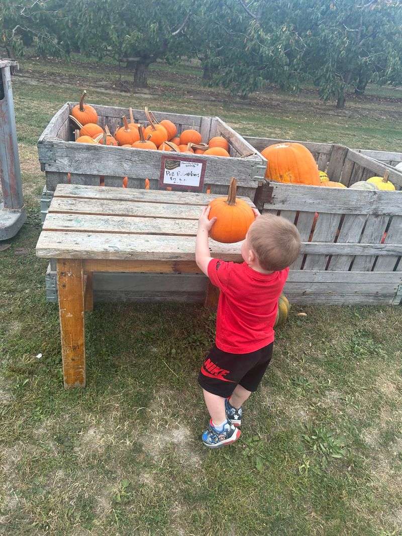 Pumpkins and the Little Patch