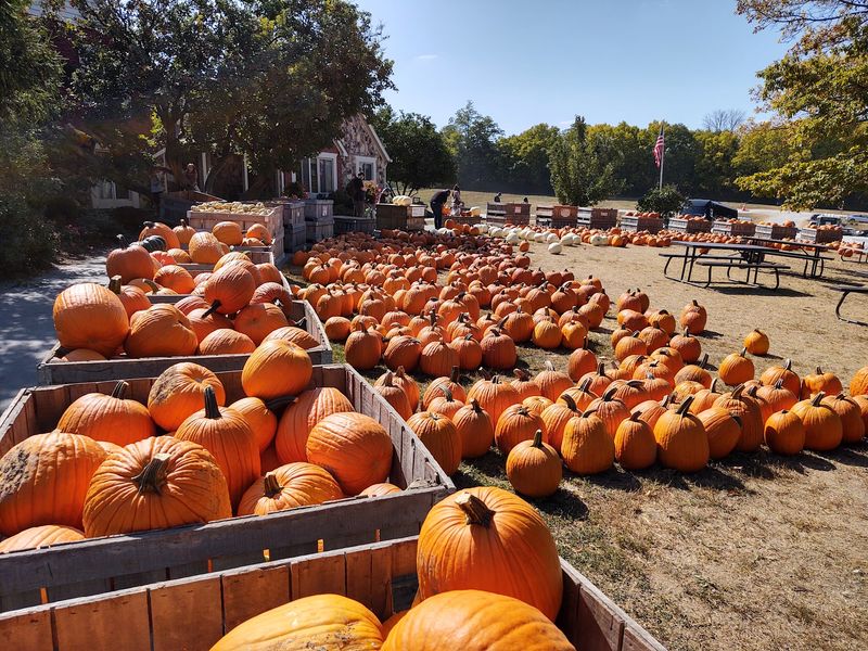 Pumpkins by the Pound Pumpkins by the Pound