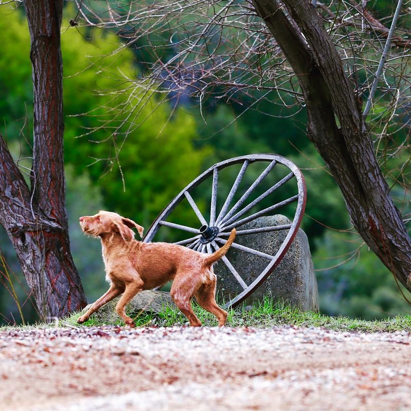 Ranch Dogs on Duty
