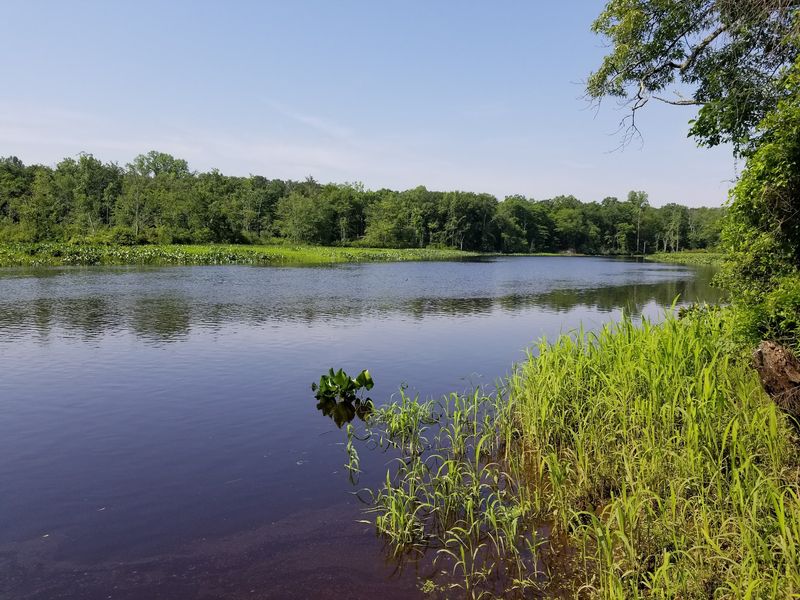 Rancocas State Park, Westampton Township, NJ Rancocas State Park, Westampton Township, NJ