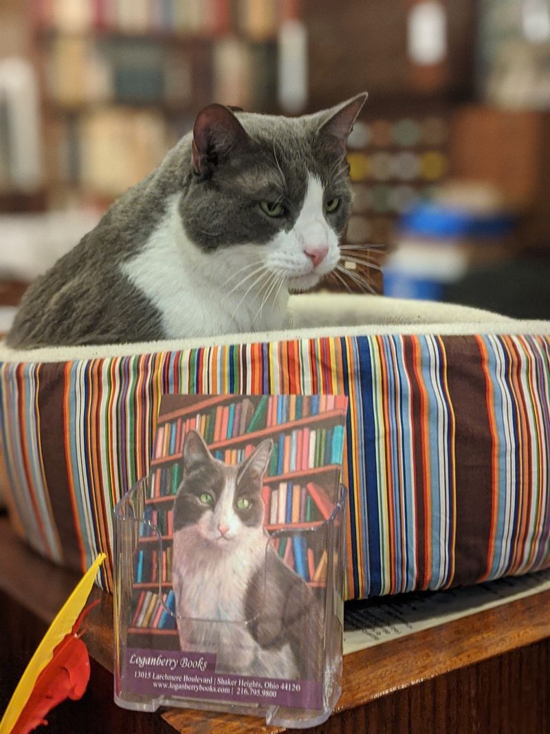 Readings, Performances, and a Cat Named Alice Readings, Performances, and a Cat Named Alice