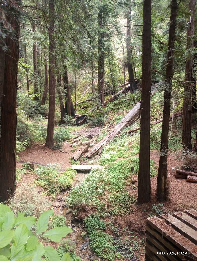 Redwoods, a Stream, and a Wide Lawn Redwoods, a Stream, and a Wide Lawn
