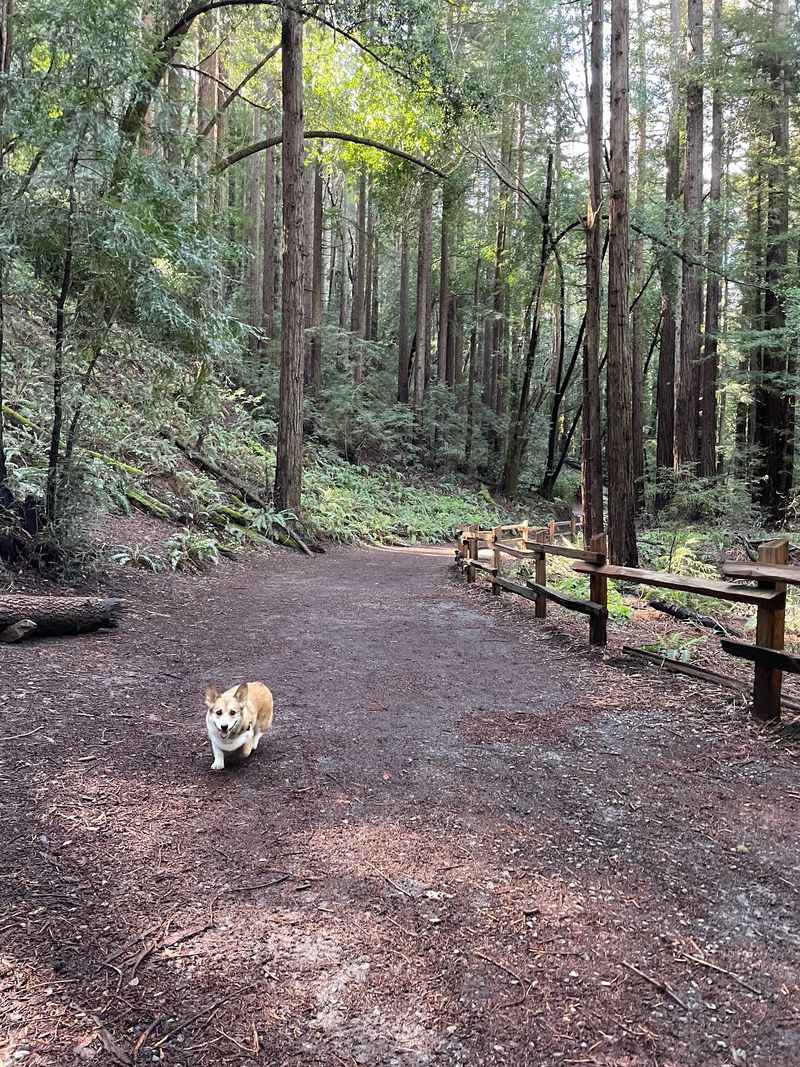 Reinhardt Redwood Regional Park Reinhardt Redwood Regional Park