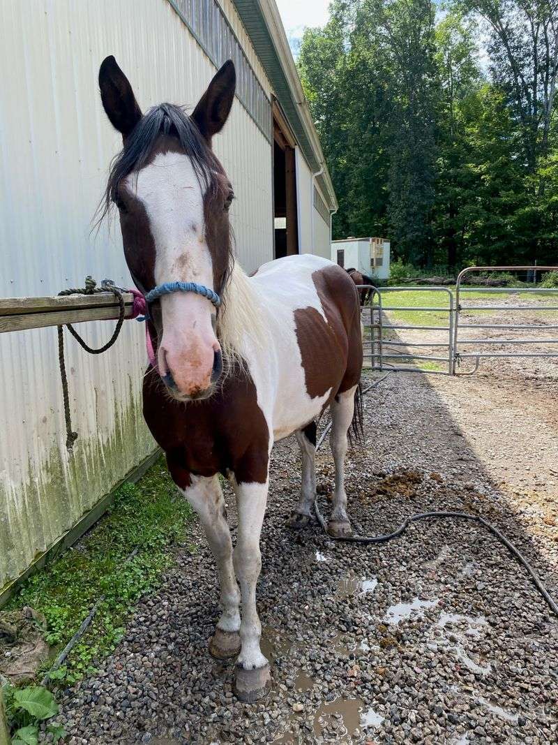 Rescue Stories Behind the Saddles Rescue Stories Behind the Saddles
