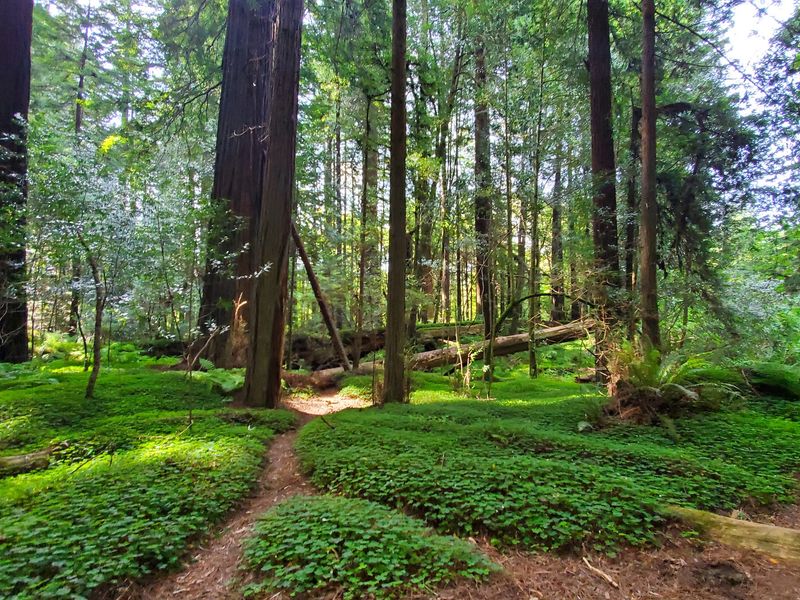 Rockefeller Forest, the Big One