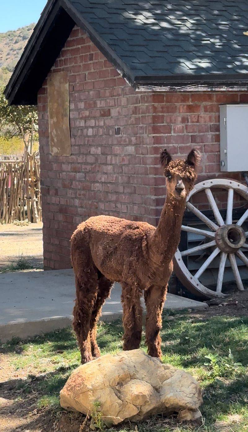 Rodolfo and the Alpaca Crew