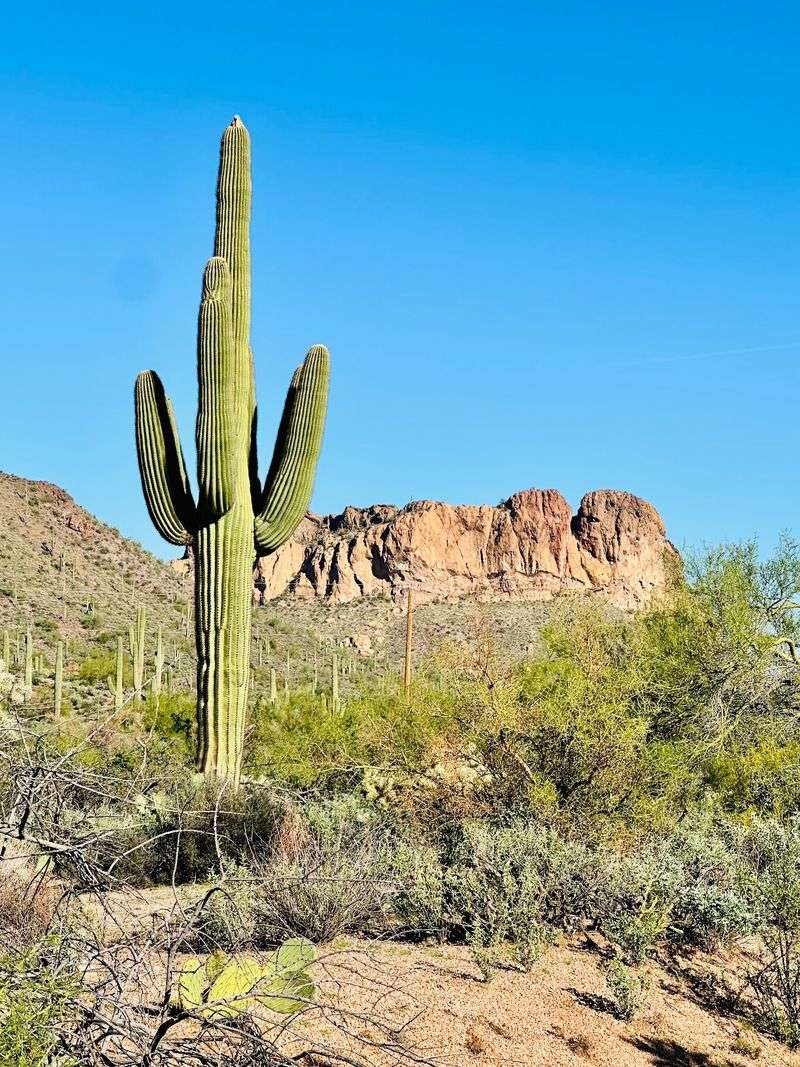 Roots in the Superstition Mountains Roots in the Superstition Mountains