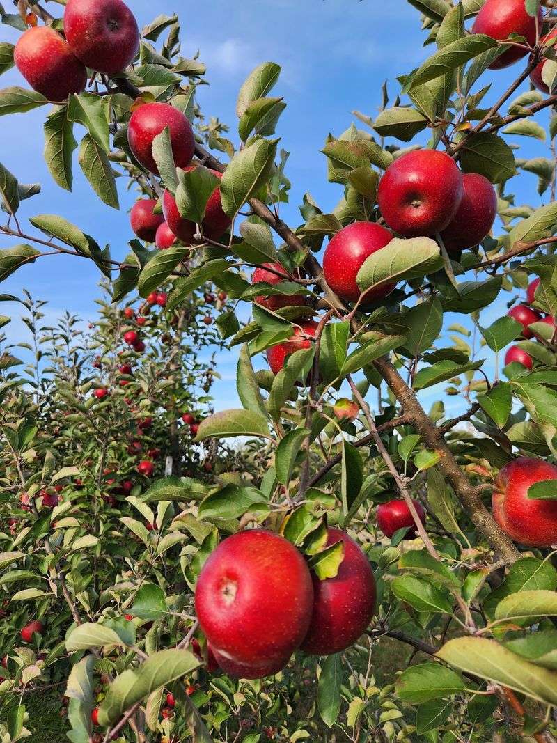 Rows of Apples to Pick Rows of Apples to Pick