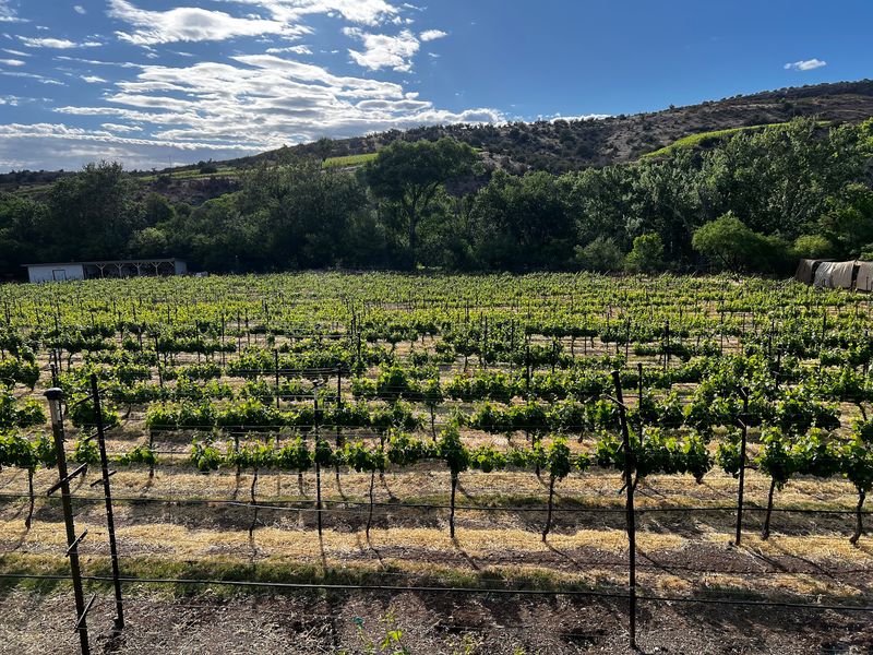 Rows of Vines You Can Actually Walk Through Rows of Vines You Can Actually Walk Through