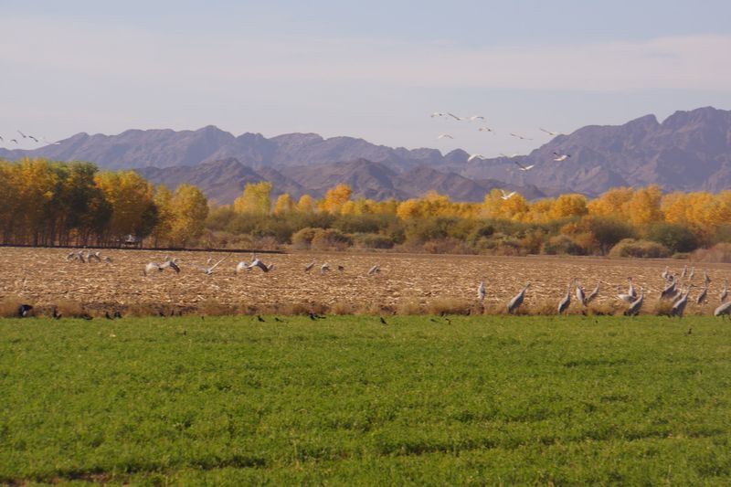 Sandhill Cranes and Other Headliners