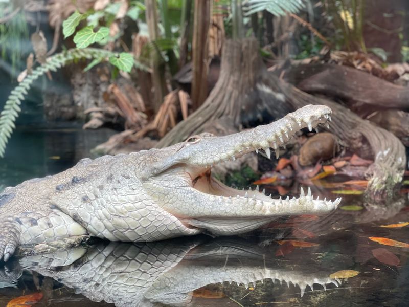 Scales, Slime and One Big Crocodile Scales, Slime and One Big Crocodile