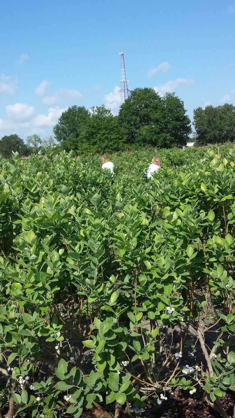 Shade Between the Rows