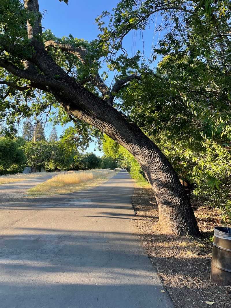 Shade, Greenery, and the Prettiest Stretch Shade, Greenery, and the Prettiest Stretch