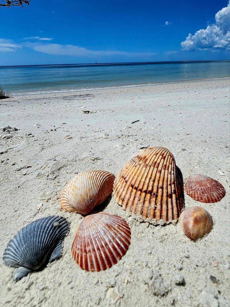 Shells, Sand Dollars and Tree Branch Treasures Shells, Sand Dollars and Tree Branch Treasures
