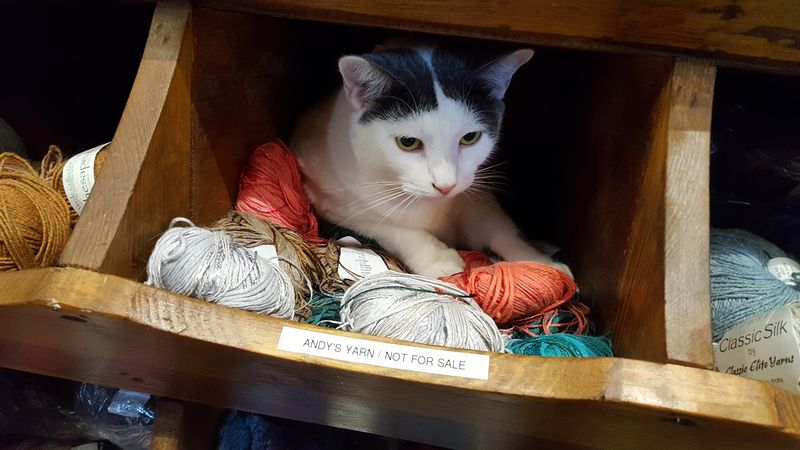 Shop Cats on Greeting Duty Shop Cats on Greeting Duty