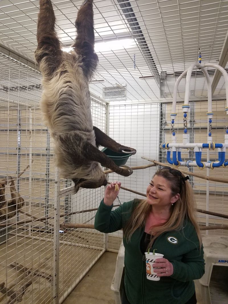 Sloth Snack Time Up Close Sloth Snack Time Up Close