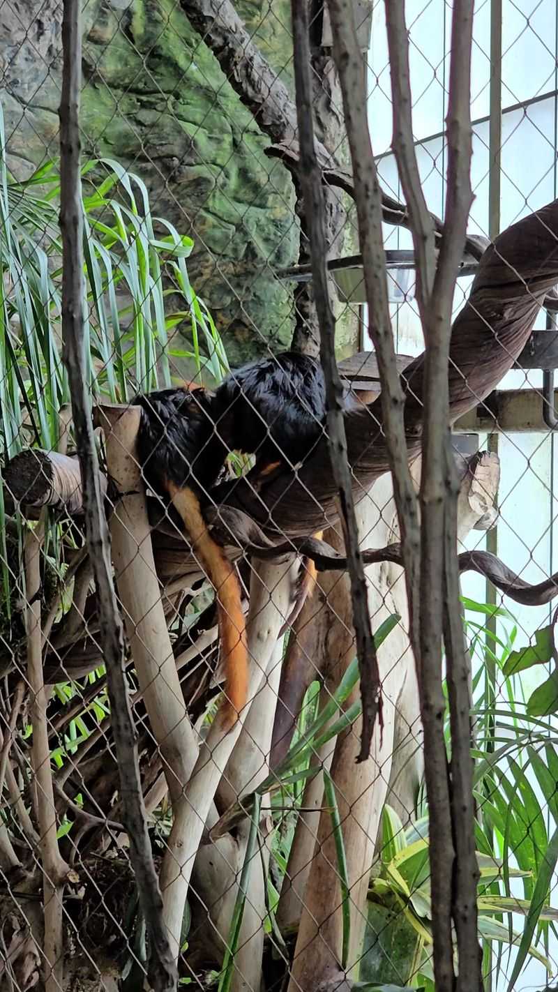 Sloths, Monkeys and Tiny Tamarins Sloths, Monkeys and Tiny Tamarins