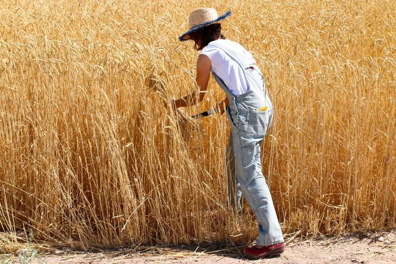 Sonoran White Wheat, a Desert Original Sonoran White Wheat, a Desert Original