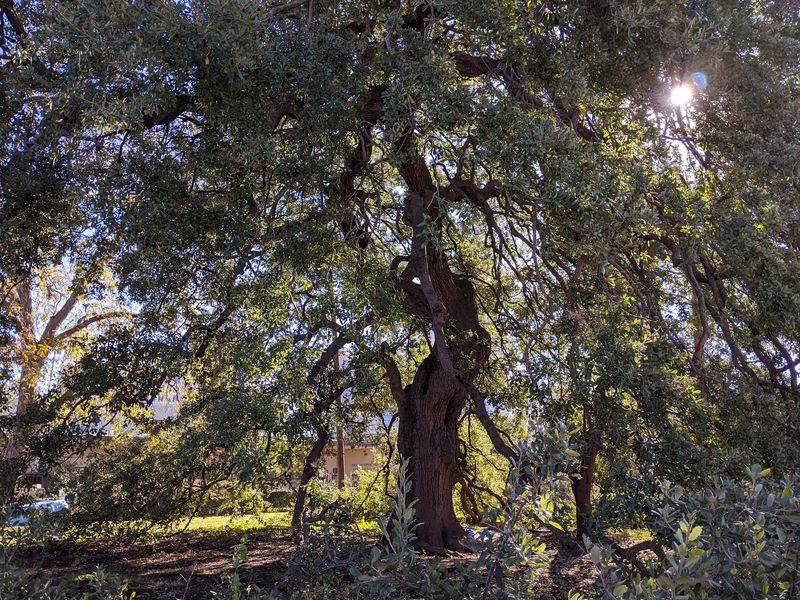 Still Standing, Still Growing
