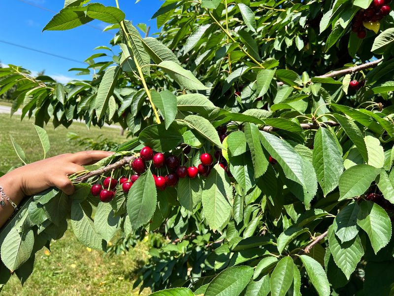 Summer Belongs to Cherries and Peaches