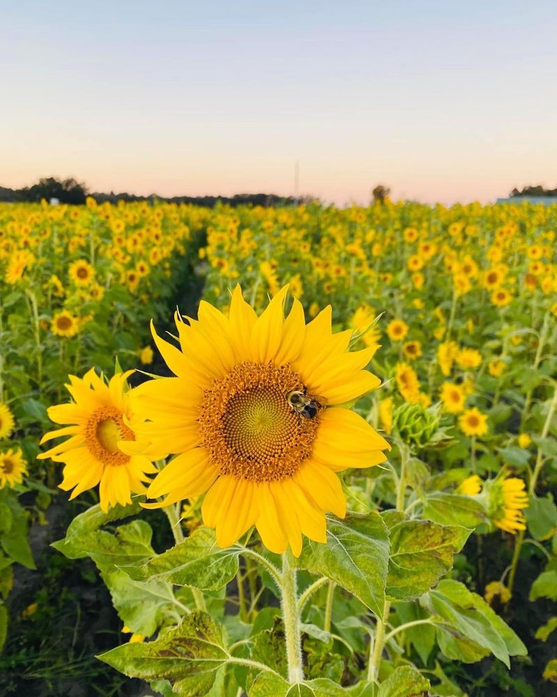 Sunflower Rows and Zinnia Fields