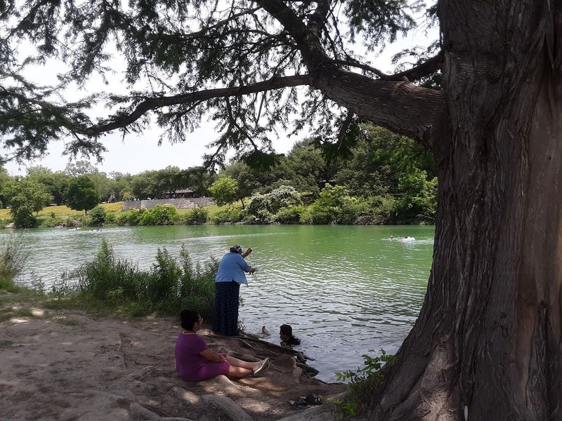Swimming Under Giant Bald Cypress Swimming Under Giant Bald Cypress