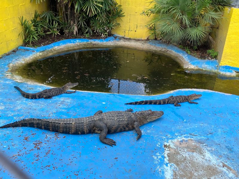 The Baby Gator Handshake