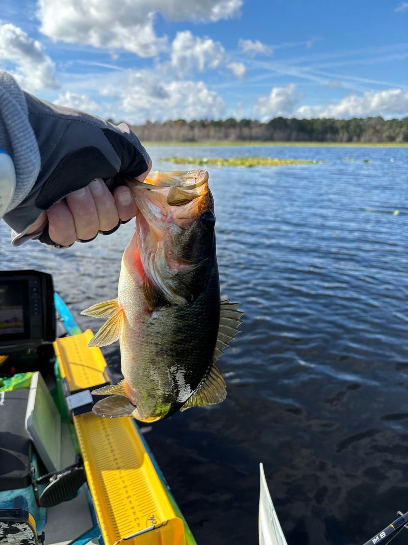 The Bass Behind the Buzz The Bass Behind the Buzz