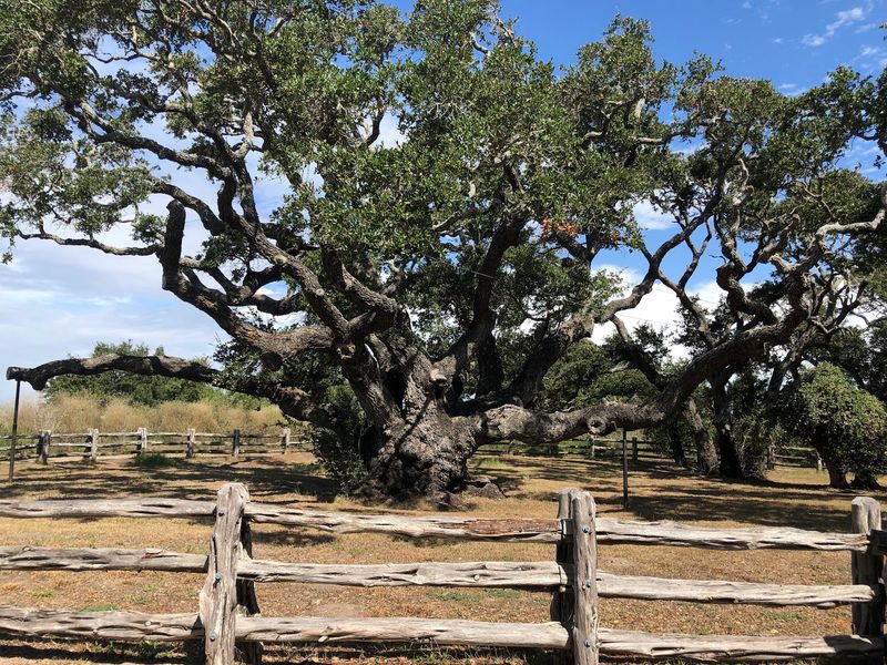 The Big Tree, Rockport, TX The Big Tree, Rockport, TX