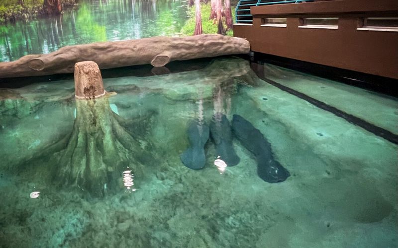 The Bishop offers rehabilitation viewing, not a permanent manatee exhibit The Bishop offers rehabilitation viewing, not a permanent manatee exhibit