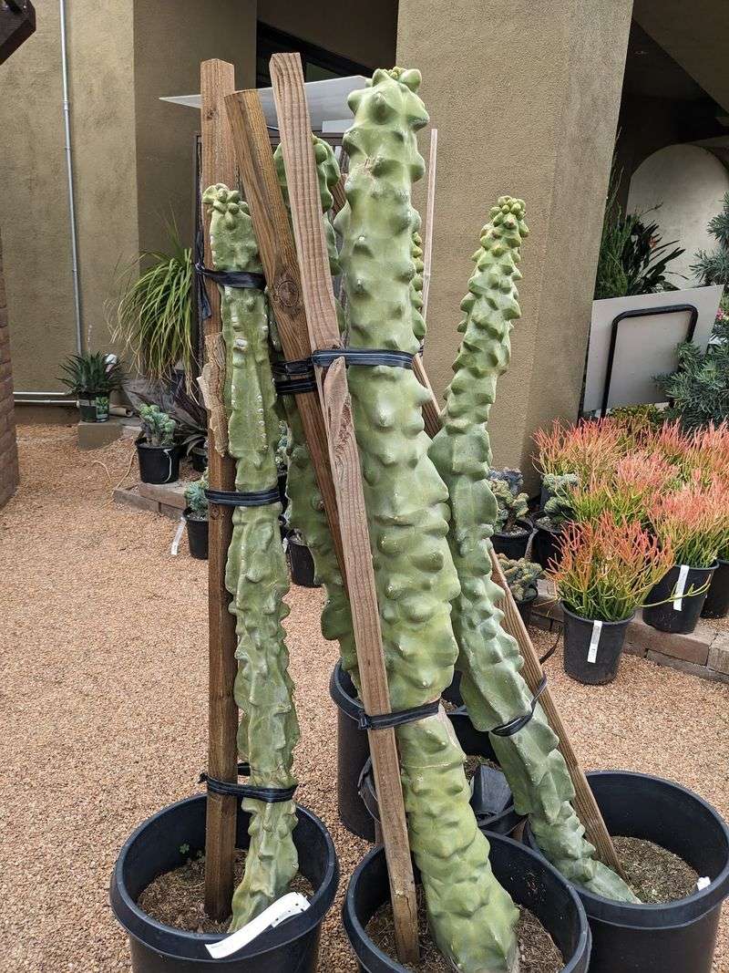 The Cactus Corner That Empties Wallets The Cactus Corner That Empties Wallets
