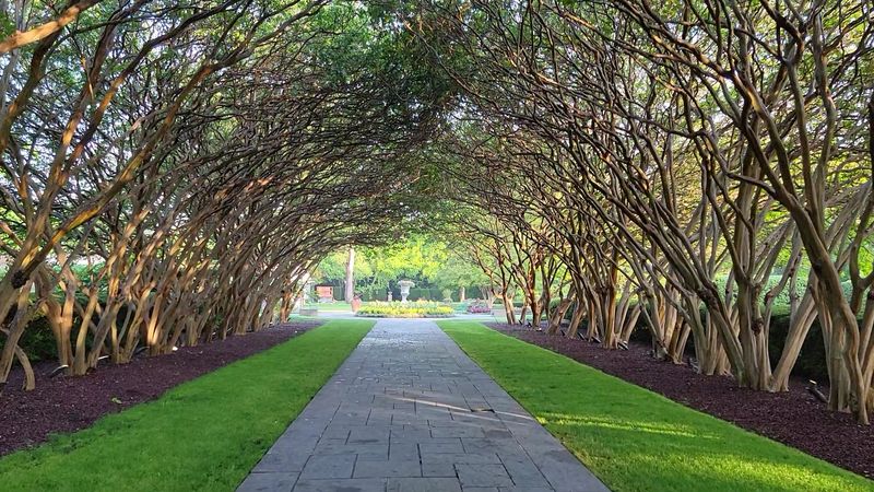 The Crape Myrtle Allee And Other Tree Stars