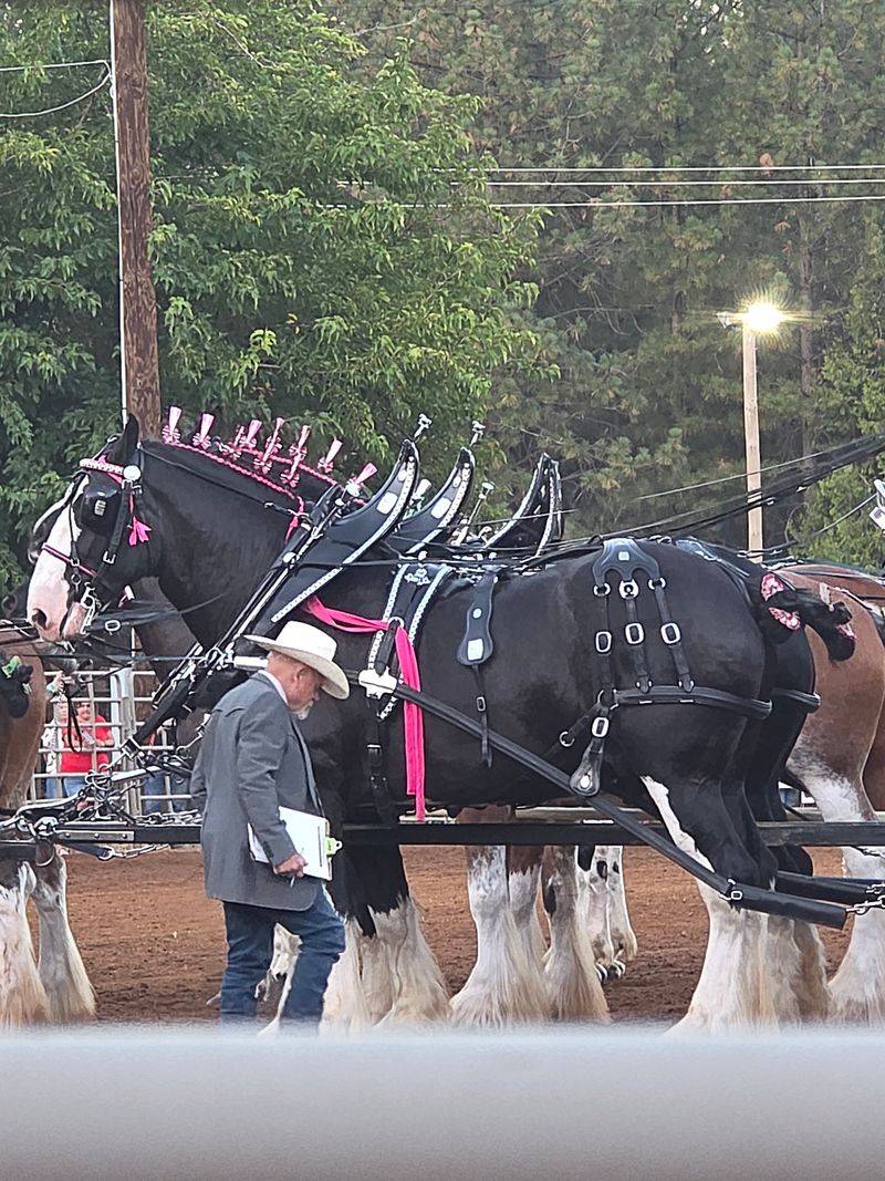 The Draft Horse Classic Tradition The Draft Horse Classic Tradition