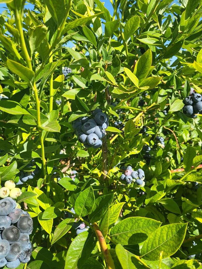 The Early Bird Gets the Blueberry The Early Bird Gets the Blueberry