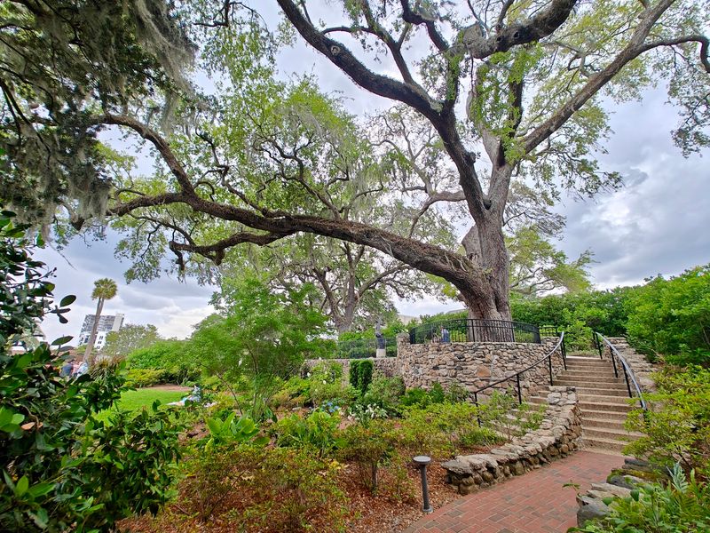 The Famous Cummer Oak The Famous Cummer Oak