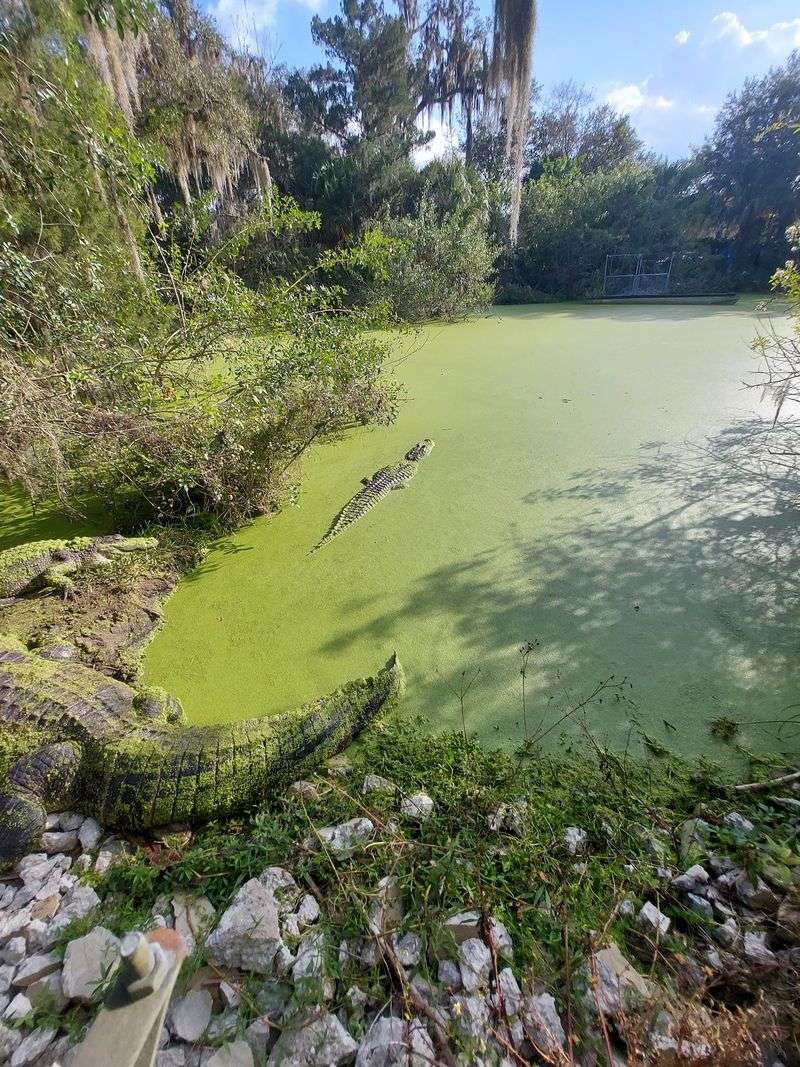 The Giant Gator Out Front